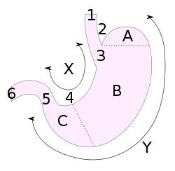 250px-Stomach002.svg.png